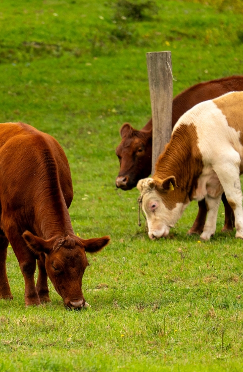 Bestes Fleisch für Döner und Burger